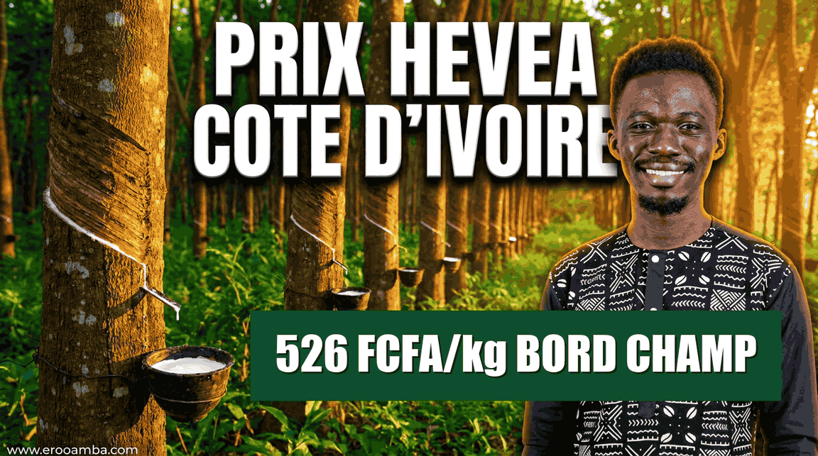 Prix de l'Hévéa en Côte d'Ivoire : 526 FCFA/kg Bord Champ en octobre 2026 (Barème APROMAC Mois par Mois)